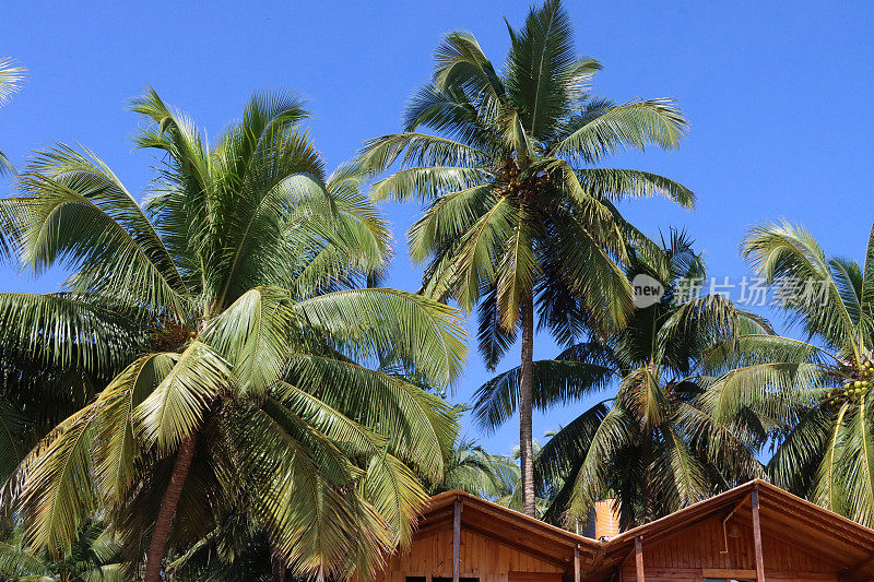 皇家棕榈树(Roystonea regia)生长在木制海滩小屋屋顶上的特写图像，度假房间的树屋，热带棕榈树孤立在阳光下，清澈的蓝天，重点放在前景上